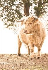 DQ293 - Hilltop Highland I - 12x18