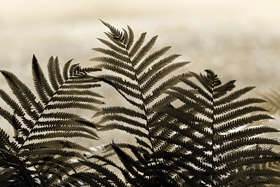 Lori Deiter LD3737 - LD3737 - Golden Ferns I - 18x12 fern leaves closeup, moody nature photography, backlit foliage, botanical shadows, green plant textures, forest ferns, elegant natural detail from Penny Lane