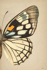 LUX777 - Butterfly 2 - 12x18