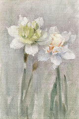 SDS1554 - White Narcissi    - 12x18