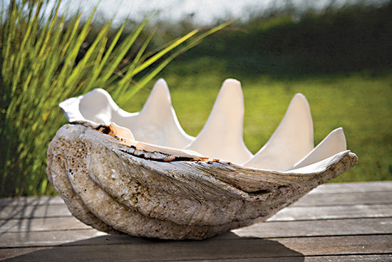 Catch A Star Fine Art STAR147 - STAR147 - Sea Treasure - 18x12 clam shell, giant shell, natural sculpture, outdoor decor, beach ornament, rustic texture, garden setting, sunlight, coastal object from Penny Lane