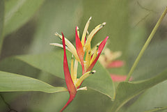 STAR169 - Heliconia I - 18x12