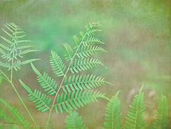 STAR173 - Dreamy Fern II - 16x12