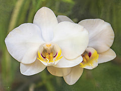 STAR175 - Orchid Glow - 16x12