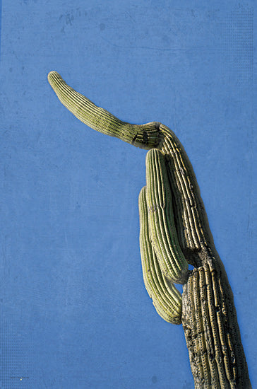 Catch A Star Fine Art STAR182 - STAR182 - Saguaro Standing Tall IV - 12x18 saguaro cactus with curved arm, unusual cactus shape, twisted cactus, desert oddity, organic sculpture, desert landscape, saguaro close-up, blue background from Penny Lane