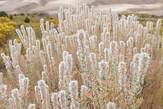 Catch A Star Fine Art STAR185 - STAR185 - Desert Wildflowers - 18x12 fuzzy white desert plant, desert flora, arid vegetation, Great Sand Dunes NP, soft lighting, sandy hills, natural textures from Penny Lane