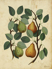 SB1347 - Pears - 12x16