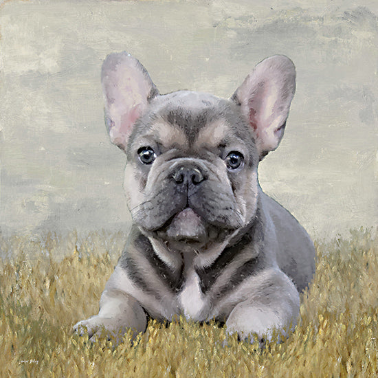 Amber Sterling AS251 - AS251 - Frenchie Friend - 12x12 Dog, Pet, French Bulldog, Gray Dog, Portrait from Penny Lane