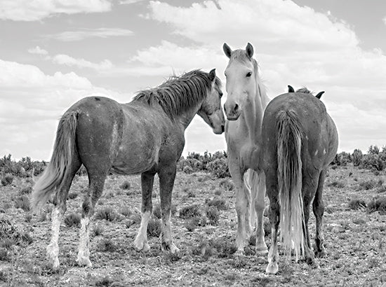 JG Studios JGS583 - JGS583 - Horses Out West - 16x12 Horses, Three Horses, Backend of Horses, Portrait, White Horse, Black Horses, Landscape from Penny Lane