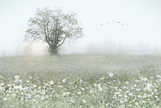 Lori Deiter LD3405 - LD3405 - Field of Queen Anne's Lace - 18x12 Photography, Landscape, Wildflowers, Queen Anne's Lace, White Flowers, Queen Ann's Lace Field, Tree, Fog from Penny Lane