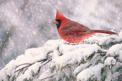 LD3719 - Winter Cardinal I - 18x12