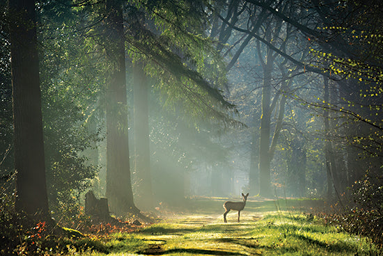 Martin Podt MPP1035 - MPP1035 - Standing in the Sunlight - 18x12 Photography, Landscape, Deer, Forest, Path, Trees, Sunlight from Penny Lane