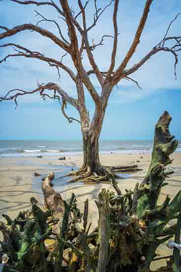 Martin Podt MPP1063 - MPP1063 - Weathered Wood on the Beach - 12x18 Photography, Coastal, Landscape, Ocean, Beach, Sand, Trees, Weathered Wood, People, Waves, Sky from Penny Lane