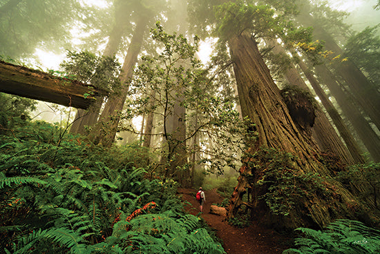 Martin Podt MPP1082 - MPP1082 - Redwood Forest of Giants - 18x12 Photography, Landscape, Trees, Ferns, Redwood Forest, California, Hiker, Sunlight from Penny Lane