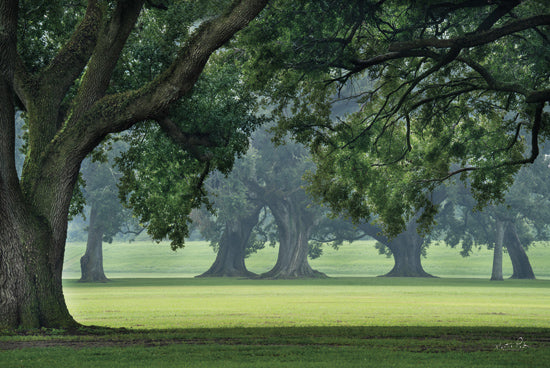 Martin Podt MPP1145 - MPP1145 - A Silent Strength - 18x12 Photography, Landscape, Trees, Grass, Green from Penny Lane