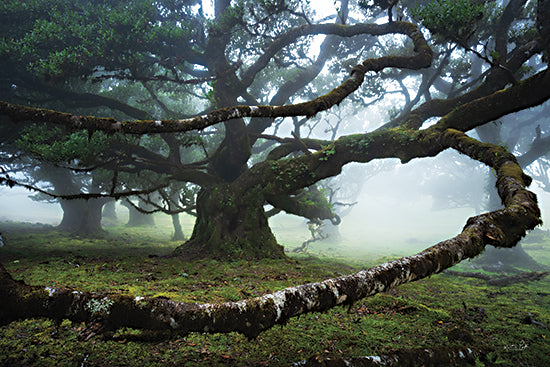 Martin Podt MPP925 - MPP925 - Embraced - 18x12 Photography, Forest, Trees, Tree Branches, Landscape, Grass, Fog from Penny Lane