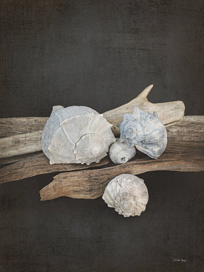 Jennifer Rigsby RIG232 - RIG232 - Vintage Sea III - 12x16 Photography, Coastal, Still Life, Shells, Driftwood from Penny Lane