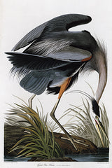 SDS1438 - Great Blue Heron - 12x18