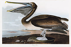 SDS1439 - Brown Pelican - 18x12