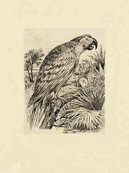 Stellar Design Studio SDS1472 - SDS1472 - Parrot Illustration - 12x16 Bird, Parrot, Tropical, Drawing Print, Sketch, Palms, Trees, Parrot Illustration from Penny Lane