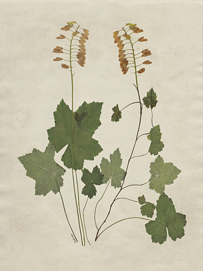 Amber Sterling AS385 - AS385 - Botanical Leaves 4 - 12x16 pressed botanical collage, wildflower stems, dried seed pods, botanical study, herbarium art, minimal background, natural greens and browns, delicate stems, leaves and pods, vintage botanical feel, nature, greenery, decorative from Penny Lane