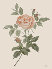 CTD150 - Antique Rose      - 12x16