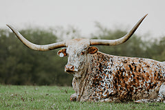 DAK229 - Spotted in Amarillo - 18x12