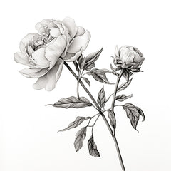 HK243 - Peony Sketch I   - 12x12