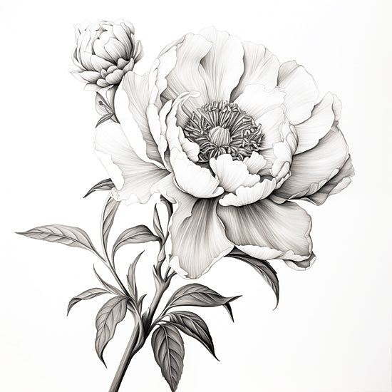 Heidi Kuntz HK244 - HK244 - Peony Sketch II   - 12x12 peony bloom close-up, botanical line art, monochrome petals, elegant floral portrait, detailed shading, minimalist background, feminine decor, contemporary botanical, modern farmhouse style, refined drawing from Penny Lane
