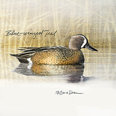 JGS606 - Blue-Winged Teal Duck - 18x12