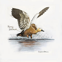 JGS608 - Ruddy Shelduck - 12x12