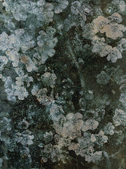 KAM1062 - Morning Hunt - 12x16