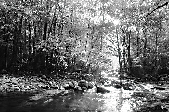 Lori Deiter LD3014 - LD3014 - Little Pigeon River II  - 18x12 black and white forest, woodland creek, river rocks, sun rays through trees, misty woods, nature landscape, monochrome photography style, tranquil water, moody atmosphere, peaceful outdoors, scenic path by water from Penny Lane