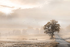 Sepia Foggy Morning - 18x12