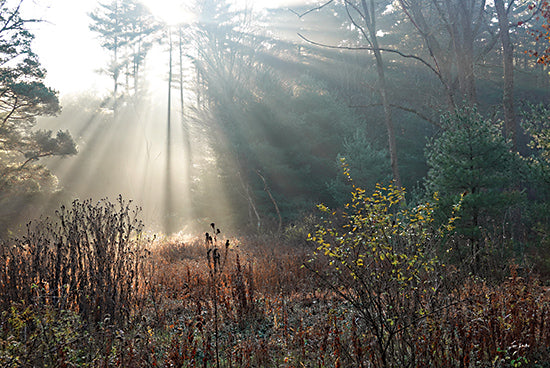 Lori Deiter LD3514 - LD3514 - The Sunlight Above - 18x12 Photography, Forest, Trees, Sunlight, Sun Rays, Brush, Landscape from Penny Lane