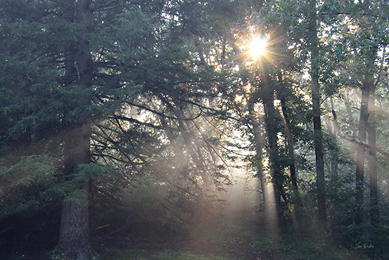 Lori Deiter LD3516 - LD3516 - Forest Rays of Light - 18x12 Photography, Forest, Trees, Sun, Sunlight, Sun Rays from Penny Lane