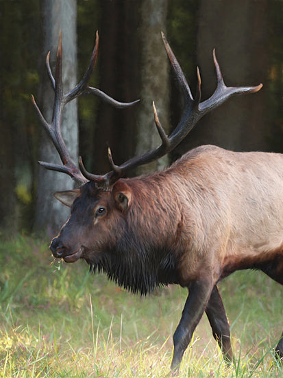 Lori Deiter LD3544 - LD3544 - Cherokee Elk I - 12x16 Photography, Elk, Cherokee Elk, Wildlife, Trees, Forest from Penny Lane