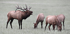 LD3547 - Elk Call - 18x9