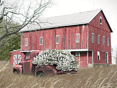 LD3604 - Old Red at the Barn - 16x12