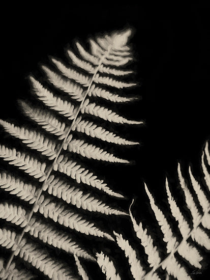 Lori Deiter LD3734 - LD3734 - Forest Ferns I - 12x16 fern leaves, monochrome foliage, plant silhouette, botanical detail, black background, dramatic contrast, close-up nature study from Penny Lane