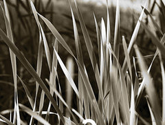 LD3740 - Sunlit Grass - 16x12