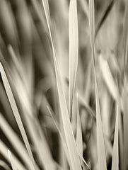 LD3741 - Blades of Grass - 12x16
