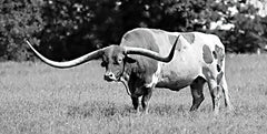 LD3777 - Lone Star Longhorn - 18x9