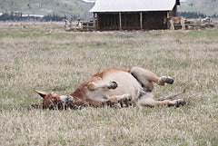 LD3782 - After Dinner Nap - 18x12
