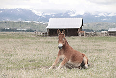 LD3783 - Mountain Mule - 18x12