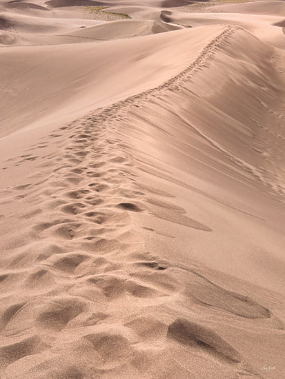 Lori Deiter LD3864 - LD3864 - Desert's Footprints - 12x16 sand dunes close-up, desert ridge, texture of sand, natural landscape, outdoor travel photo, scenic environment, nature exploration from Penny Lane