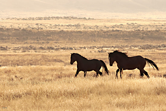 Lori Deiter LD4075 - LD4075 - Wild and Free - 18x12 two black horses, golden grassland, wild horses, open prairie, western range, backlit silhouettes, warm sunlight, equestrian pair, nature landscape, windswept manes, peaceful roaming animals, ranch decor, moody western field, photographic horse art from Penny Lane