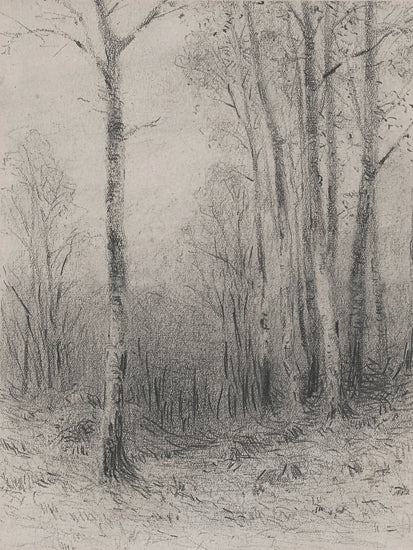 lettered & lined LET1355 - LET1355 - Tree Line Sketch   - 12x16 charcoal forest sketch, barren trees, monochrome drawing, winter landscape, sparse forest, hand drawn trees, artistic shading from Penny Lane