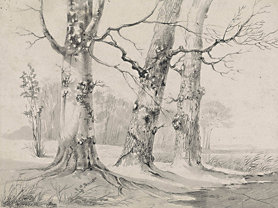 lettered & lined LET1356 - LET1356 - Trees in Winter I   - 16x12 charcoal trees drawing, tree trunks, rural sketch, light and shadow, minimalist forest, early spring scene, fine art from Penny Lane