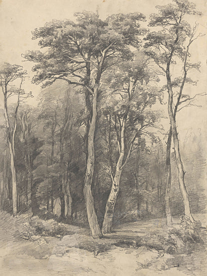 lettered & lined LET1358 - LET1358 - Vintage Tree Sketch    - 12x16 pencil drawing, tall trees, forest scene, traditional style sketch, canopy foliage, natural landscape, shaded background from Penny Lane